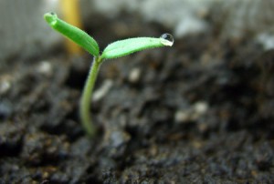 Seedling (A fresh start)